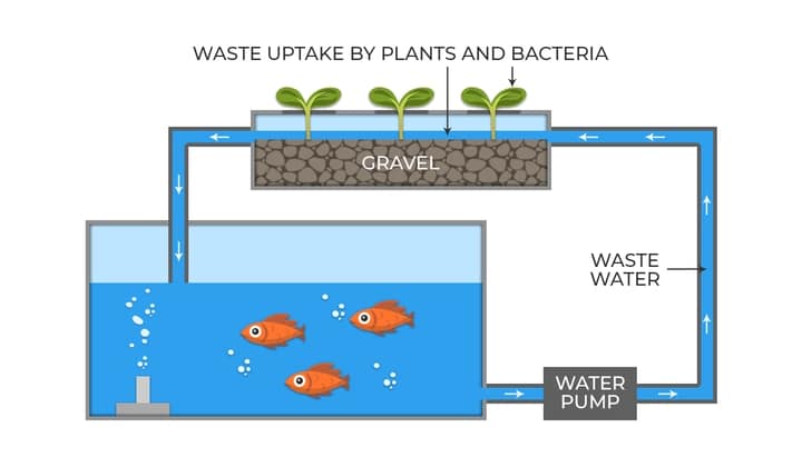 aquaponics media filled tank