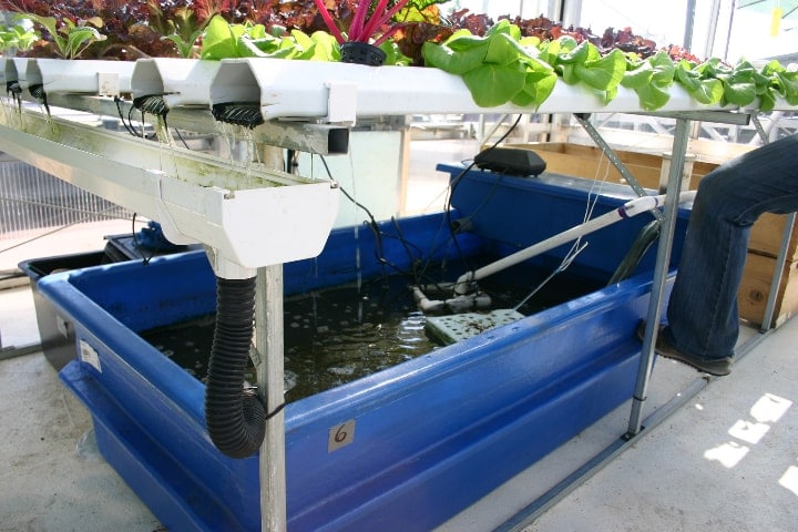 aquaponics system