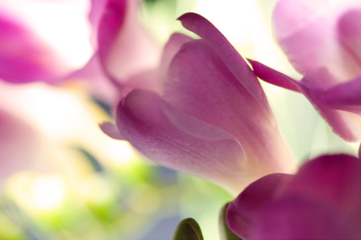 ballerina freesia flower