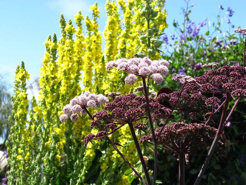 beautiful perennial flowers