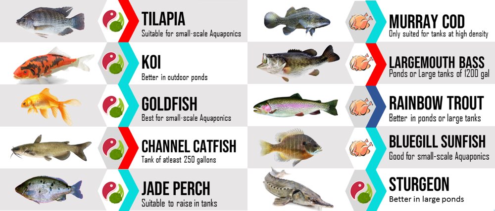 best fish for aquaponics tanks