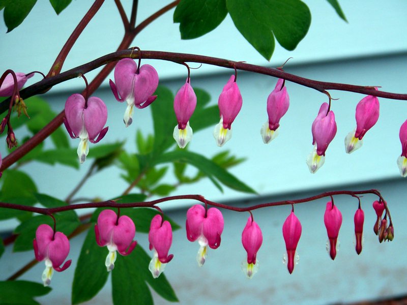 bleeding heart flowers