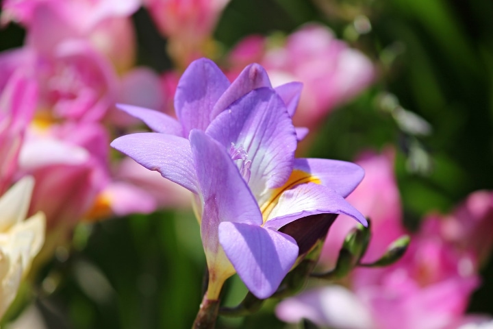 blue bayou freesia flower