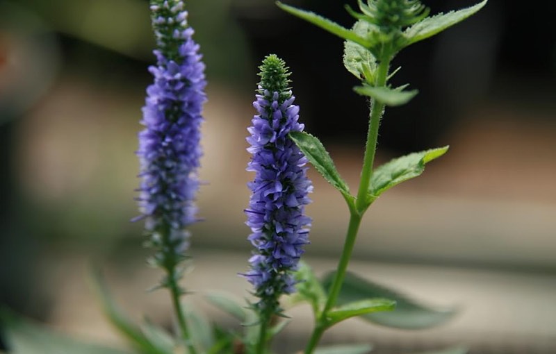 blue perennial flowers