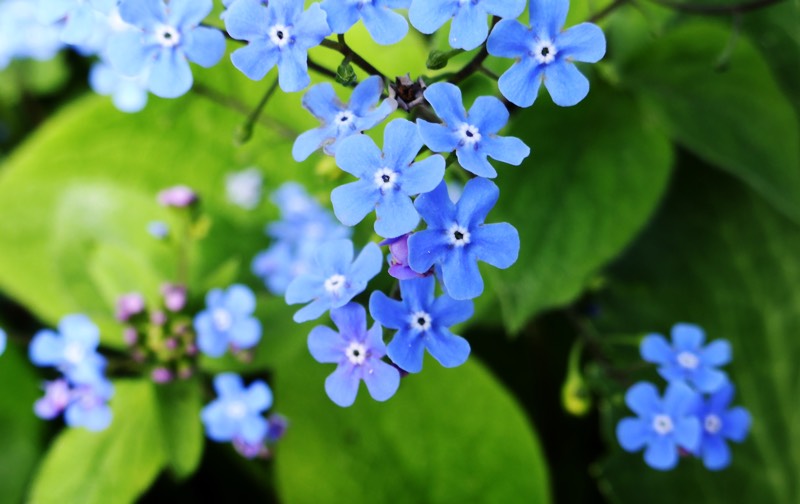 blue perennials