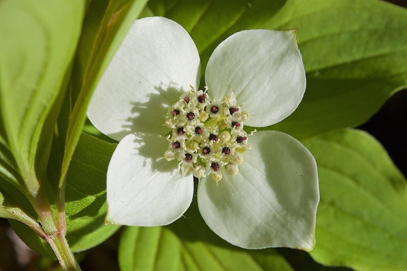 bunchberry