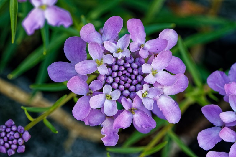 candytuft perennial flower