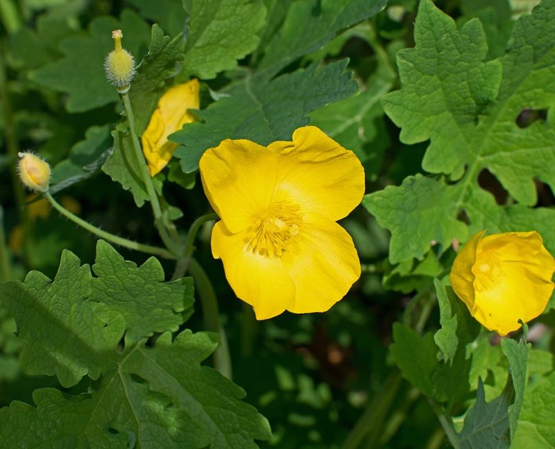 celandine poppy