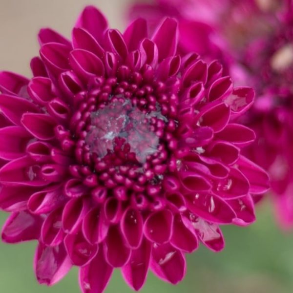 chrysanthemum flower blooms after a rain