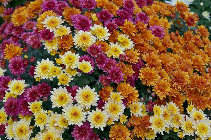 chrysanthemums