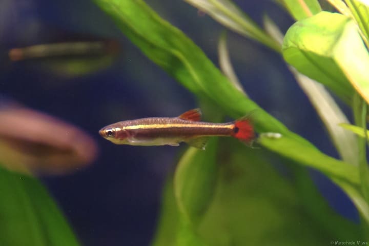 cloud minnow for aquaponics