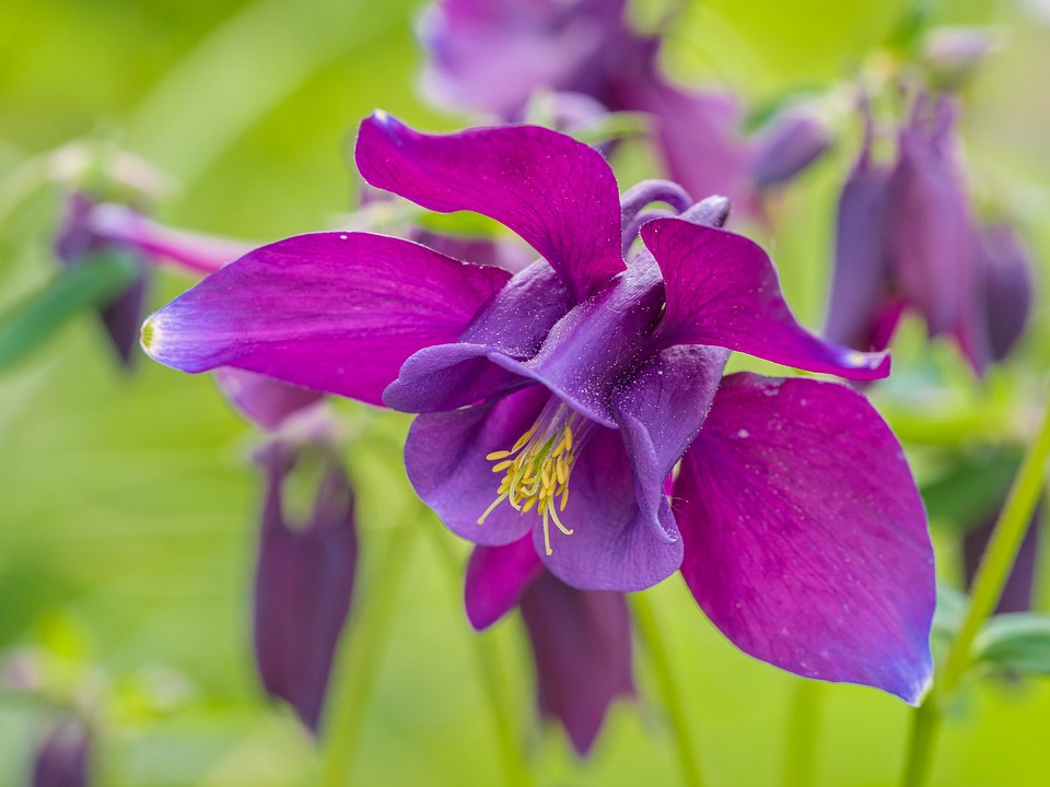 columbine flower