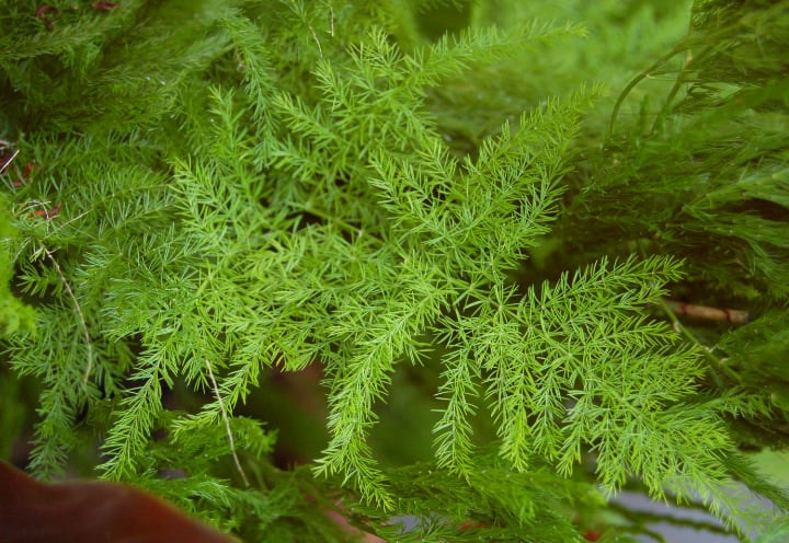 common asparagus fern