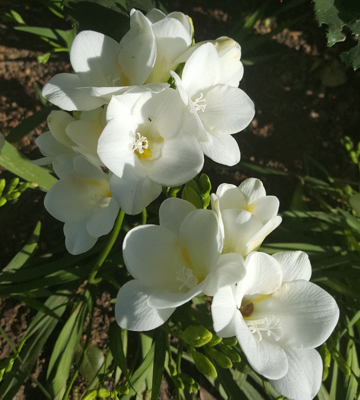 corvette freesia flower