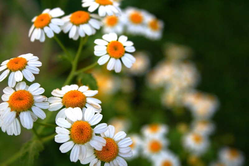 daisies perennials