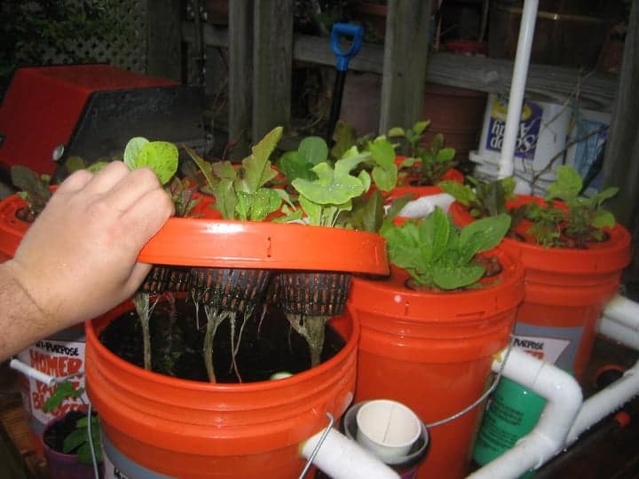 deep water culture aquaponics