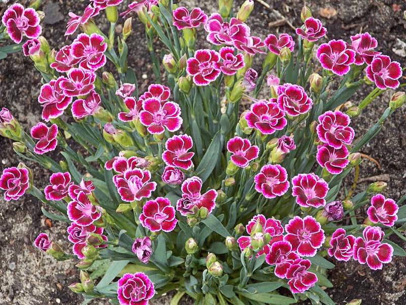 dianthus perennial flowers