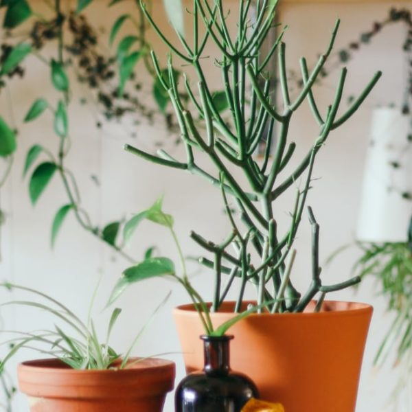 different house plants placed in pots indoors