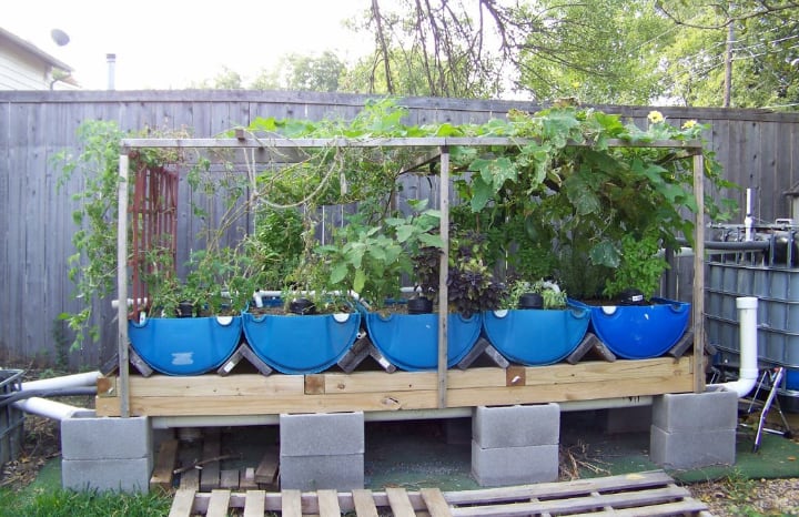 diy aquaponics in the backyard