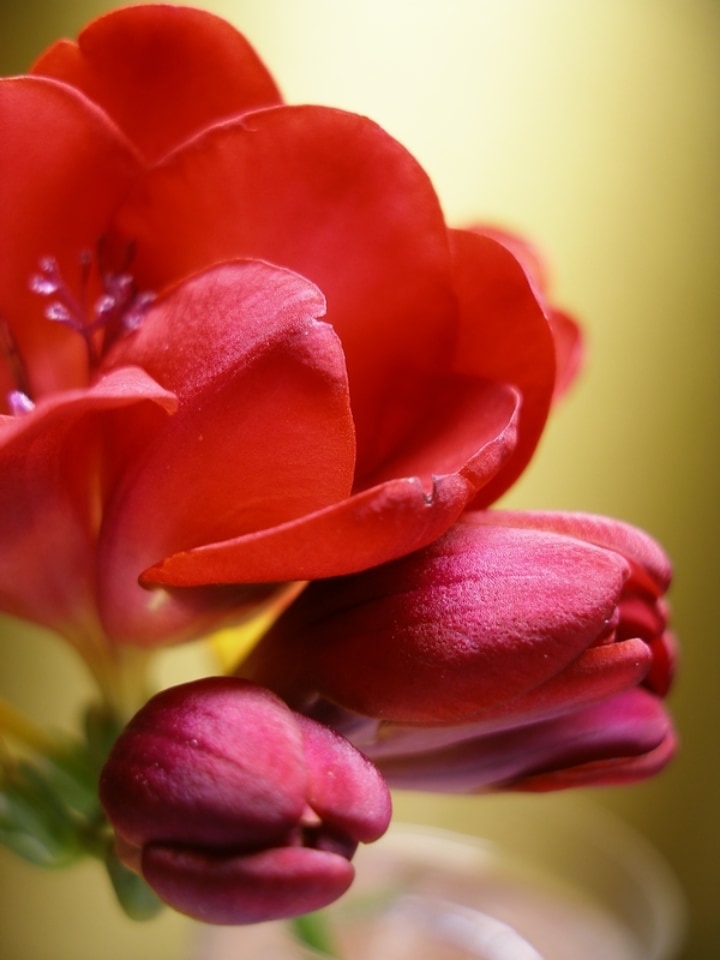 double volcano freesia flower