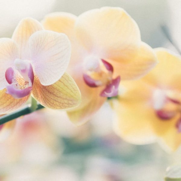 dreamy orchid flowers