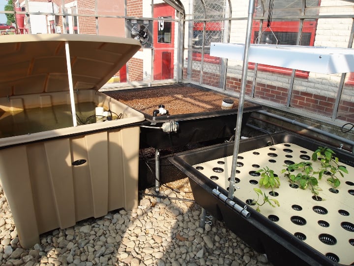 ebb and flow aquaponic media filled beds