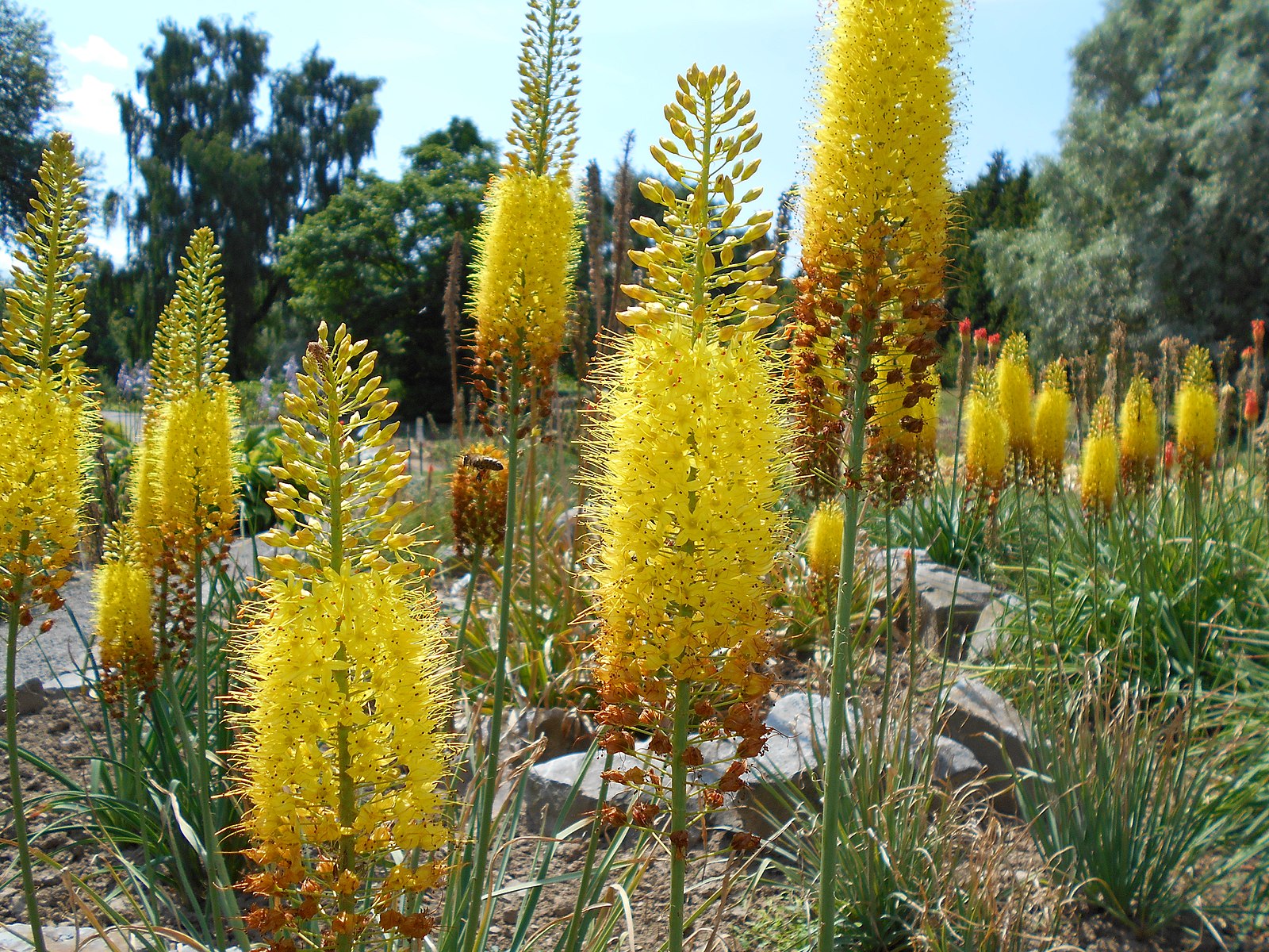 eremurus perennials