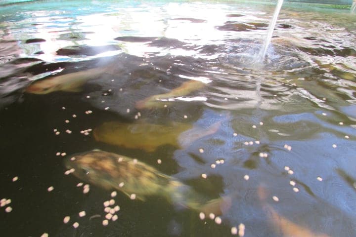 feeding fishes in a aquaponic fish tank