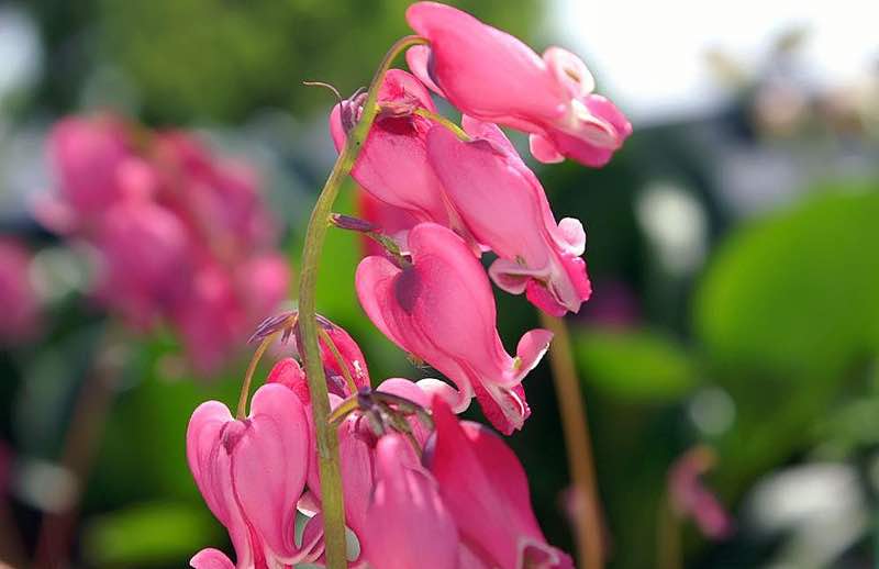 fern leaf bleeding heart perennial flower