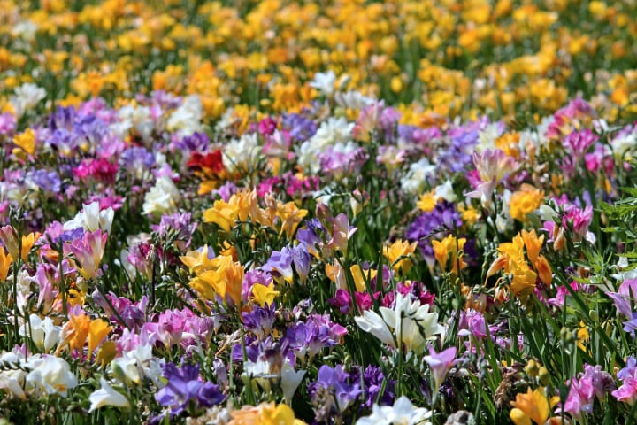 freesia flower field