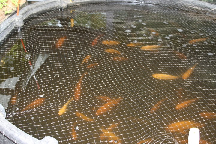 fishes in an aquaponics tank