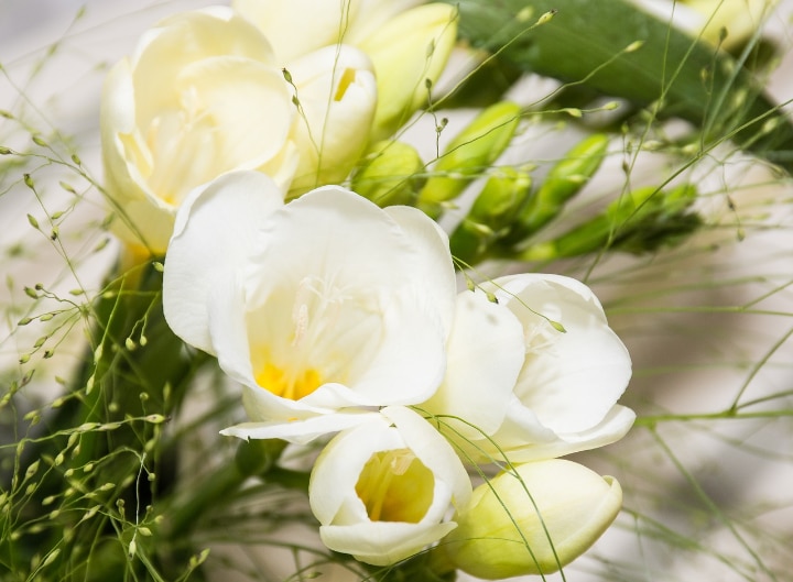 freesia flowers as gifts