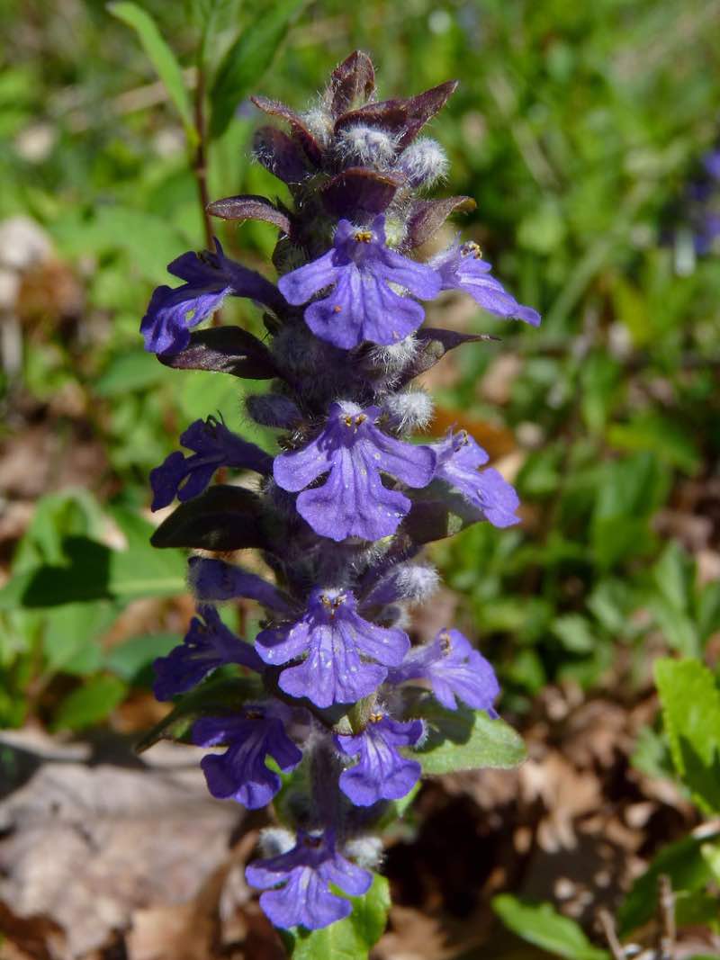 full shade perennial flowers