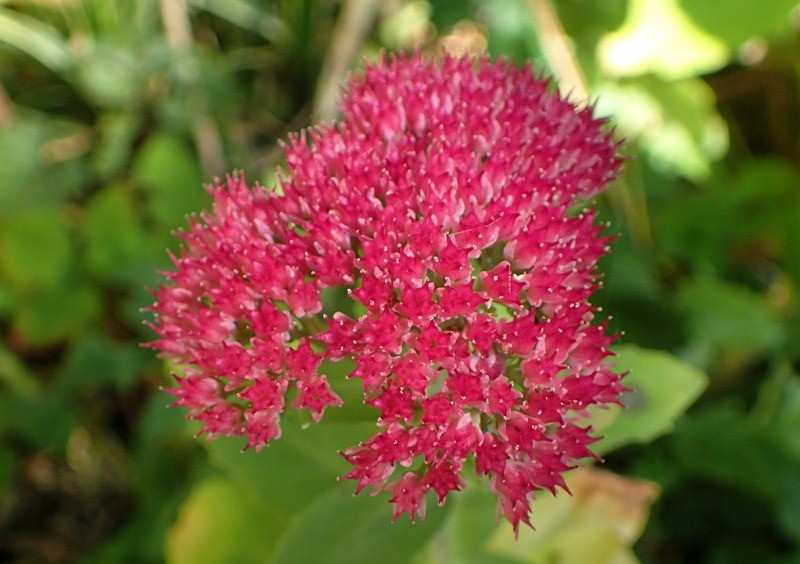 full sun perennials