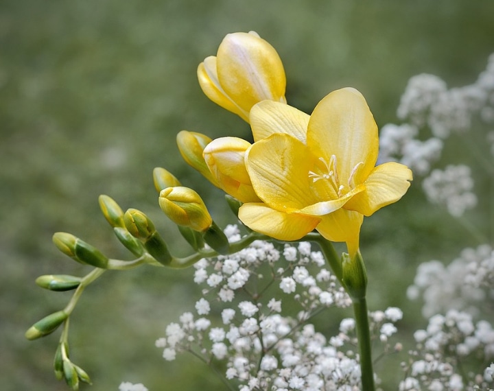 golden passion freesia flower