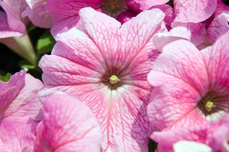 grandiflora petunias