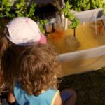 growing basil in aquaponics