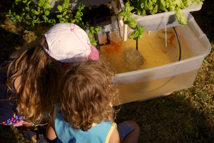 growing basil in aquaponics