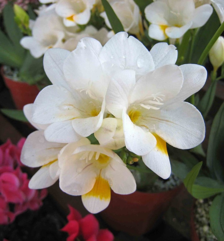 growing freesia flowers in pots