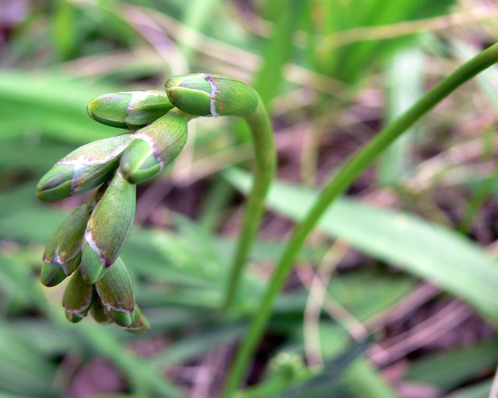 growing freesia from seeds