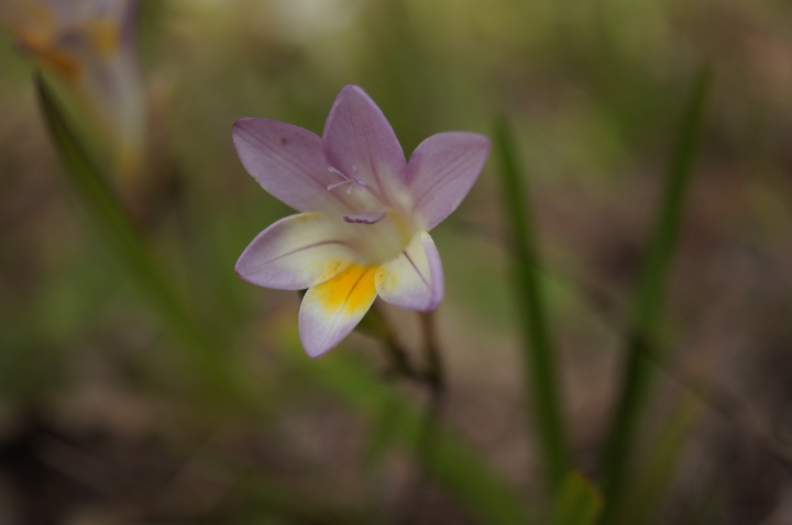 growing freesia in your garden