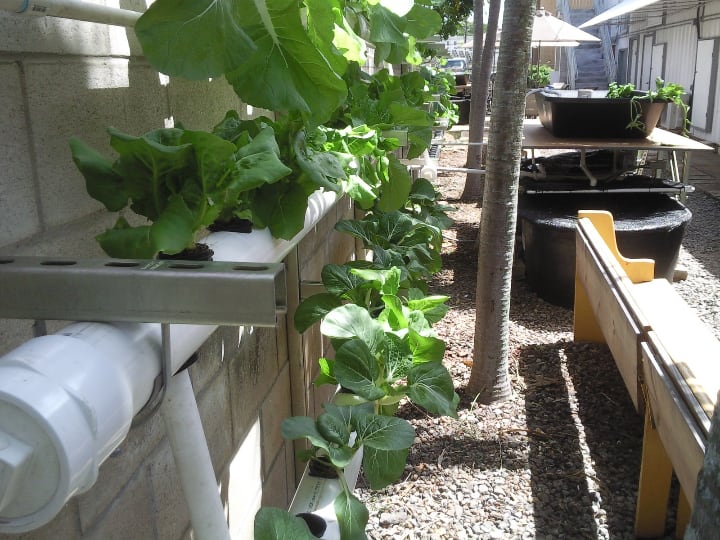 growing leafy greens in an nft aquaponic system