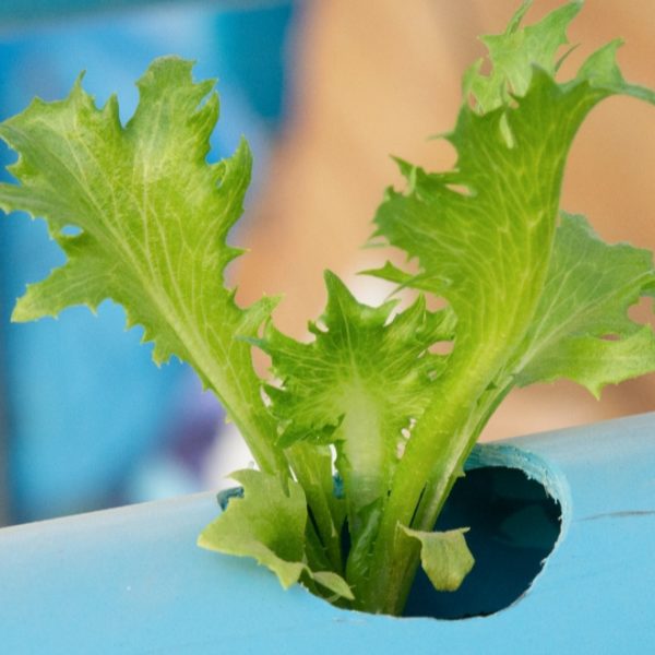 growing lettuce on aquaponics