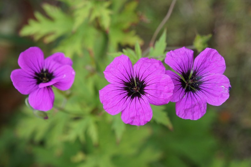 hardy geranium