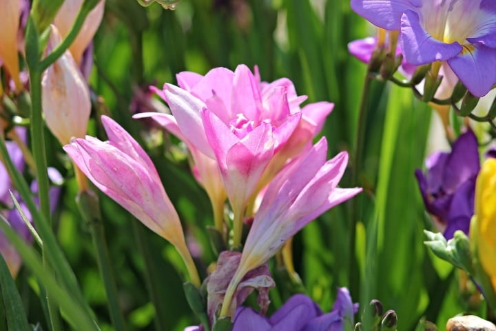 honeymoon freesia flowers