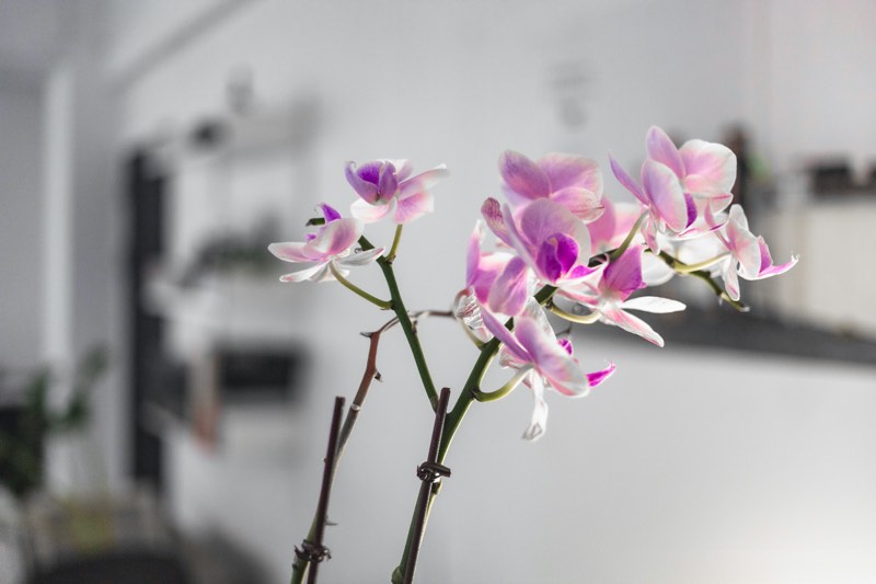 how to water orchids