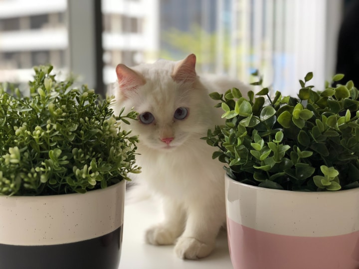 indoor plants and cats