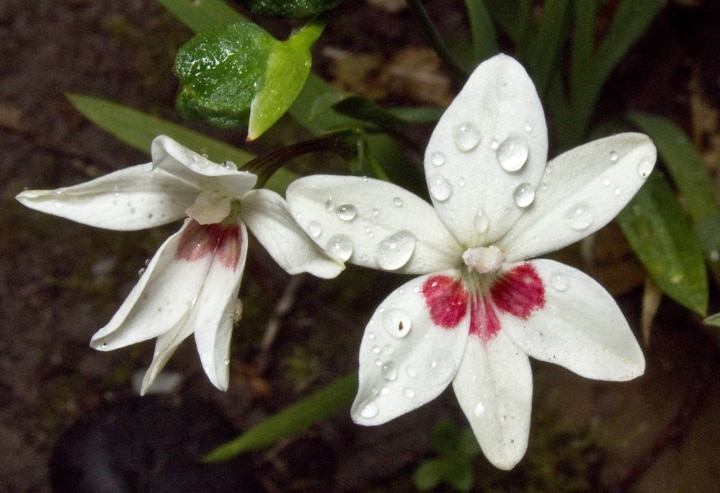 joan evans freesia laxa