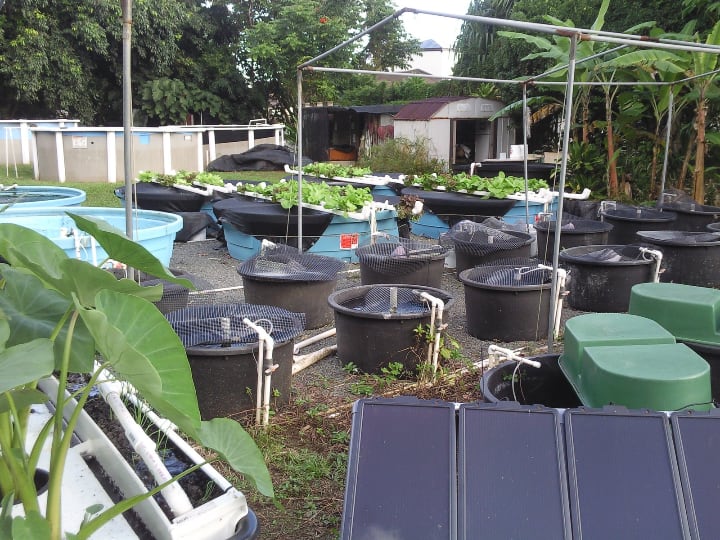 large aquaponic system