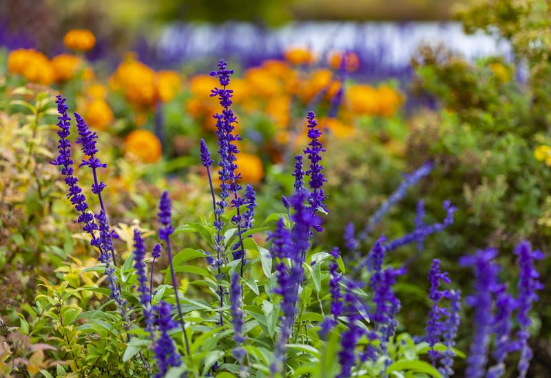 lavender perennial flower